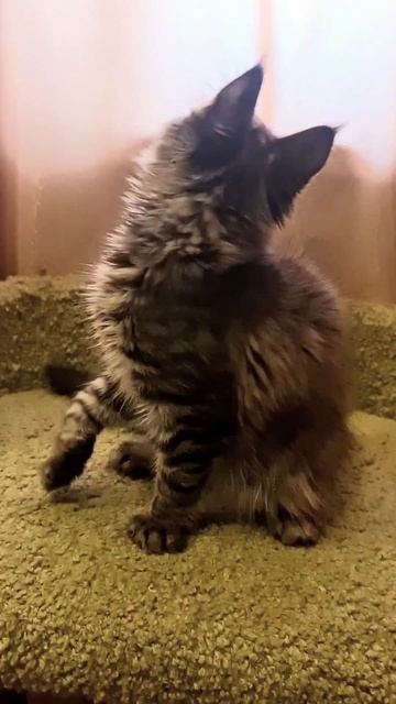 Мейн кун Зорина 3,5 месяца. В питомнике есть котятаю