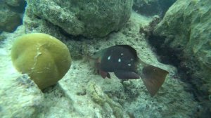 Тропический снорклинг.  Мурены. кораловый риф. Океан.  Спинороги, скаты, рифовые акулы