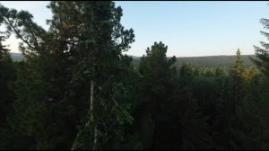 Лес. Хранитель жизни.Трейлер