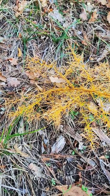 спаржа или лиственница и иглица колючая #вопрос #природа #куст