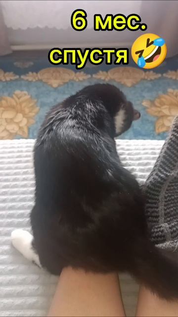 Та самая Наташа и кот🤣😅😁