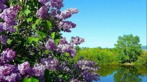 Группа САДко - Цветёт сирень  (Авт.ролика Виктор)