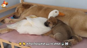 Утята и Цыплята - Кошки и котята, Собаки и щенята 332 Хвостики да Усики ❣️