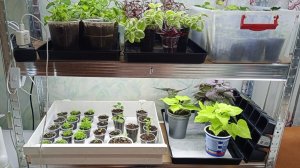 Обзор растений на стеллажах. Что сею в конце марта.