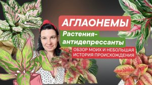 Аглаонемы: растения антидепрессанты