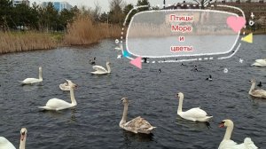 Анапа. Птицы. Море и цветы