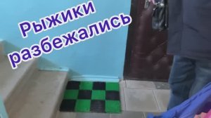 Рыжики разбежались!