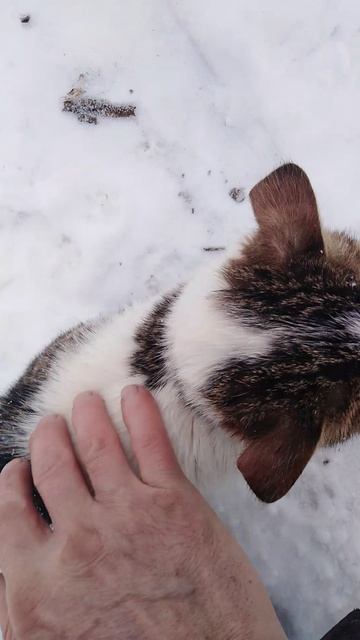 ✔Кот🐱 Персик🍑 и его дети😸😺😻✔