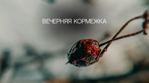 Вечерняя кормежка