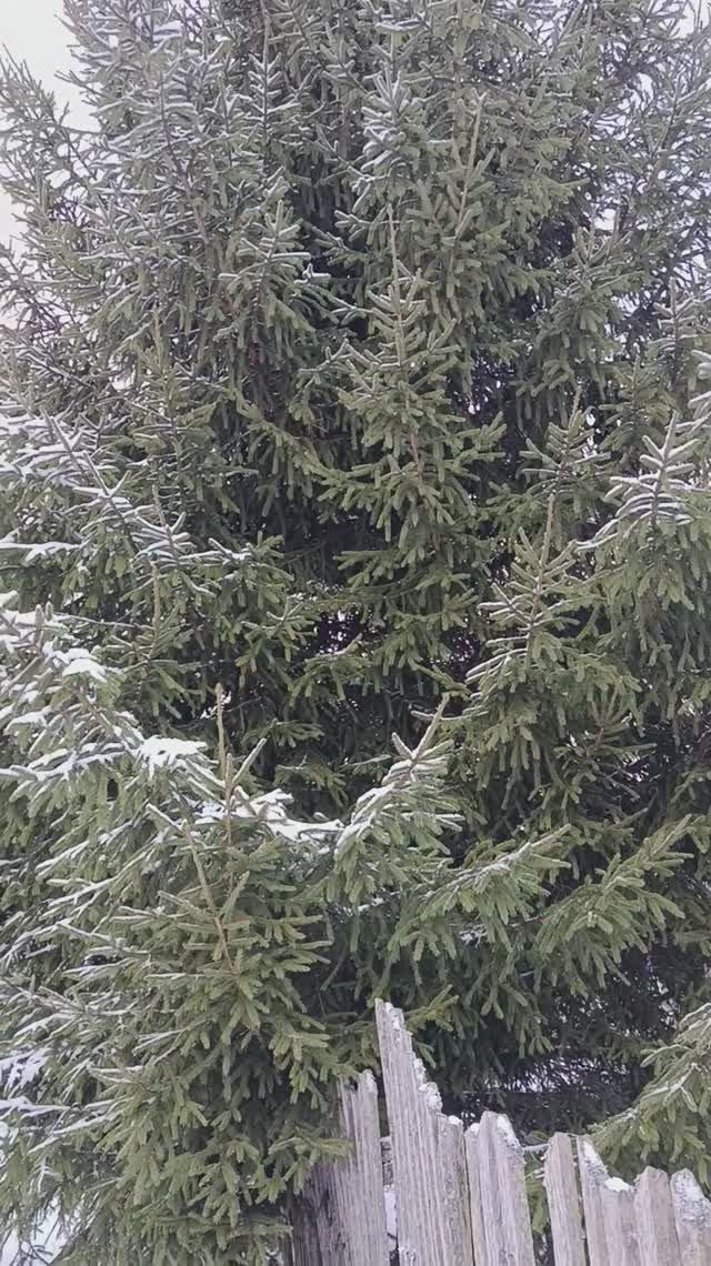санитарная обрезка хвойных перед праздниками 😁 #сновымгодом #юмор #елка #зима