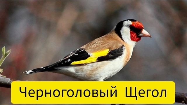 Черноголовый Щегол/релакс для отдыха