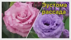 Эустома рассада. Пикировка 19.03.26