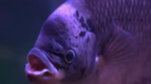 ВЫСТАВКА РЫБ