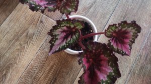 Бегония декоративно лиственная,обзор.