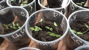 Рассада 21 марта