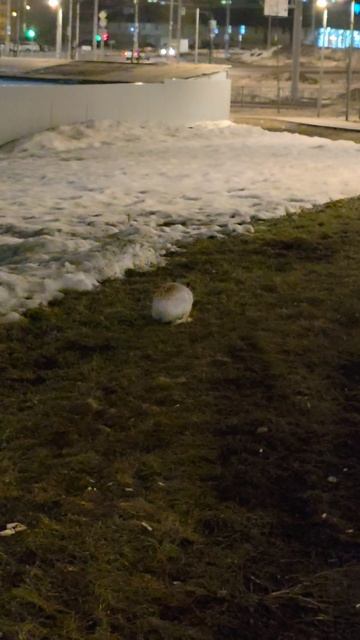 Заяц в Переделкино Ближнее крупным планом