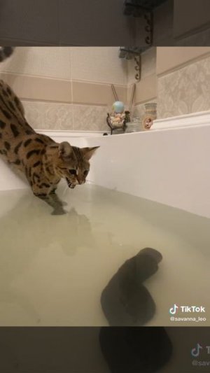 КОТИКИ