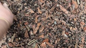 В саду 21 марта 26г🌿 внесла нитроаммофоску🌿