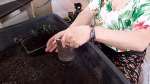 Деревенская моя жизнь , Занимаюсь рассадой помидор , пересадила адениумы Розу пустыни.