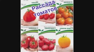 Рассада томатов. Проращивание