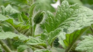 ПОСЕВЫ 2026-96. Рассада Томатных Гномов  уже с бутонами! ОЧЕНЬ РАНО!