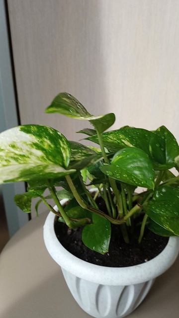 1000039333.mp4мечты сбываются