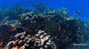 РЕЛАКС. ПОДВОДНЫЙ МИР.