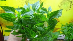 ПОСЕВЫ 2026-94. Сладкий перец пора пикировать!