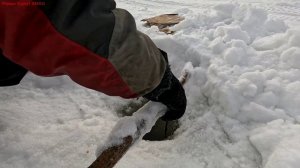 Жерлицы проверка. 34 день.