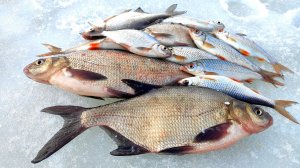 САМАЯ КРУПНАЯ РЫБА СЕЗОНА. Лещики, окуни, густера и плотва на ОЗЕРНЕ.