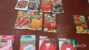 Пикировка томатов и перцев /  шток роза, люпин и гибискус, сколько взошло?