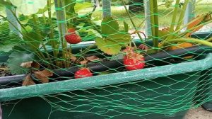 клубника.mp4