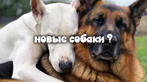 новые собаки 💐