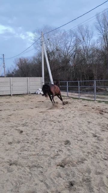 И никаких несчастных случаев! 🤣