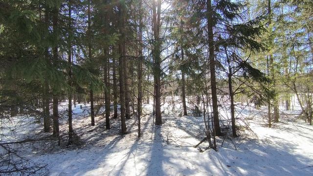 Солнечный день в зимнем лесу. ч.3. Март 2026