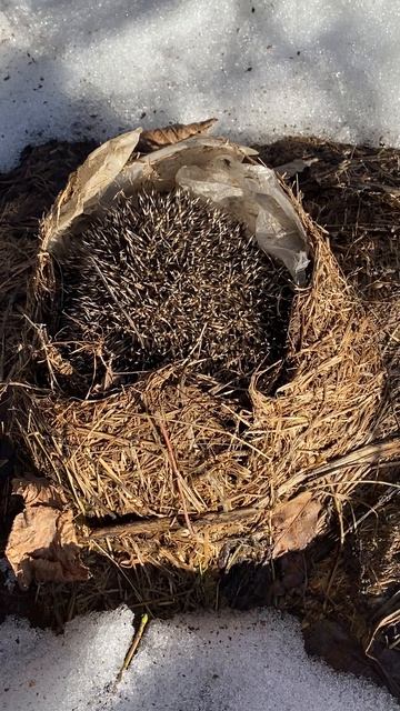 Ежики просыпаются, мафия засыпает…