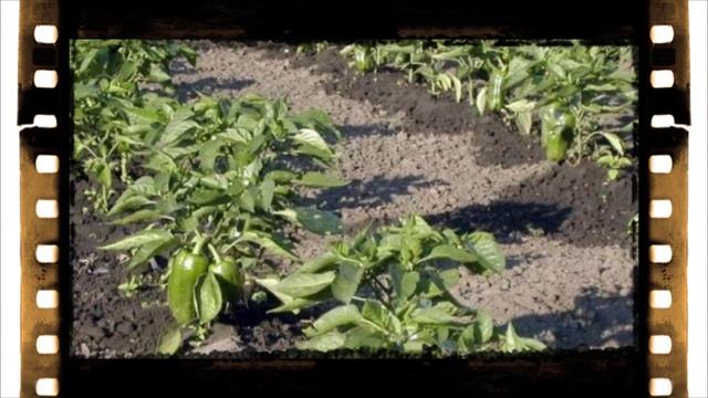 Ваша дача ! (4)