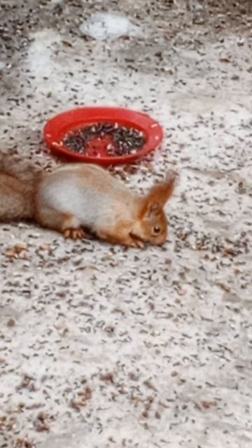 вредная белка