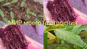 21.03.26 Всходы томатов важный момент.Пересадка перцев,смотрим корни