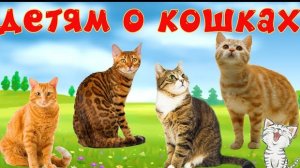 Кошки и их звуки для детей. Развивающее видео о кошках