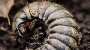 Неожиданная находка в дровах