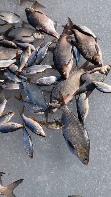 22 марта закрытие сезона зимней рыбалки (послесловие).