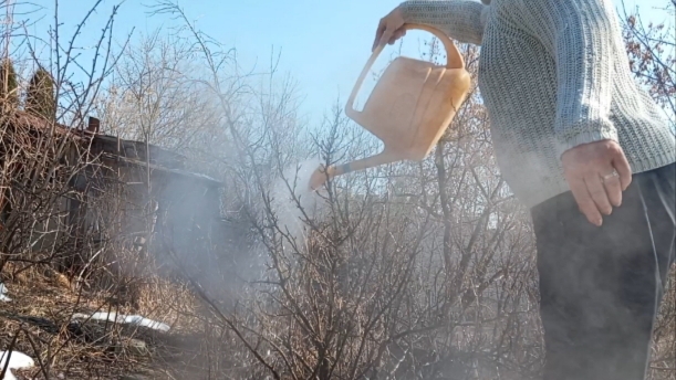 Обработка кустарников. Кипяток и не только.