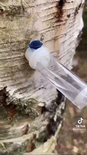 Есть новый подход к получению сока из березы.