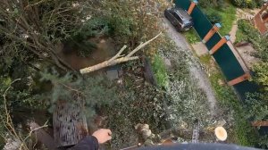 Изнурительные клёны, оооочень много ветвей