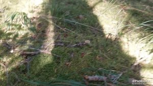 коп по войне ржев