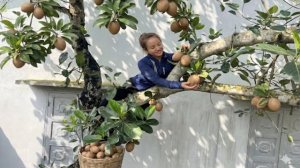 Собираю и продаю плоды саподиллы. Выкапываем чеснок на огороде. Энн. Жизнь во Вьетнаме