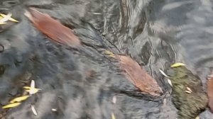 Ондатры суетятся (Белгород)