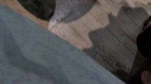 у моей сестры пёсик (пол: мужской порода йоркширский терьер имя: Арчи) (#пёсик)