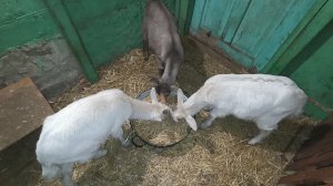 Деревенские будни//Копаю, пока копается😅//Замечательный сосед//Козы и козлята.